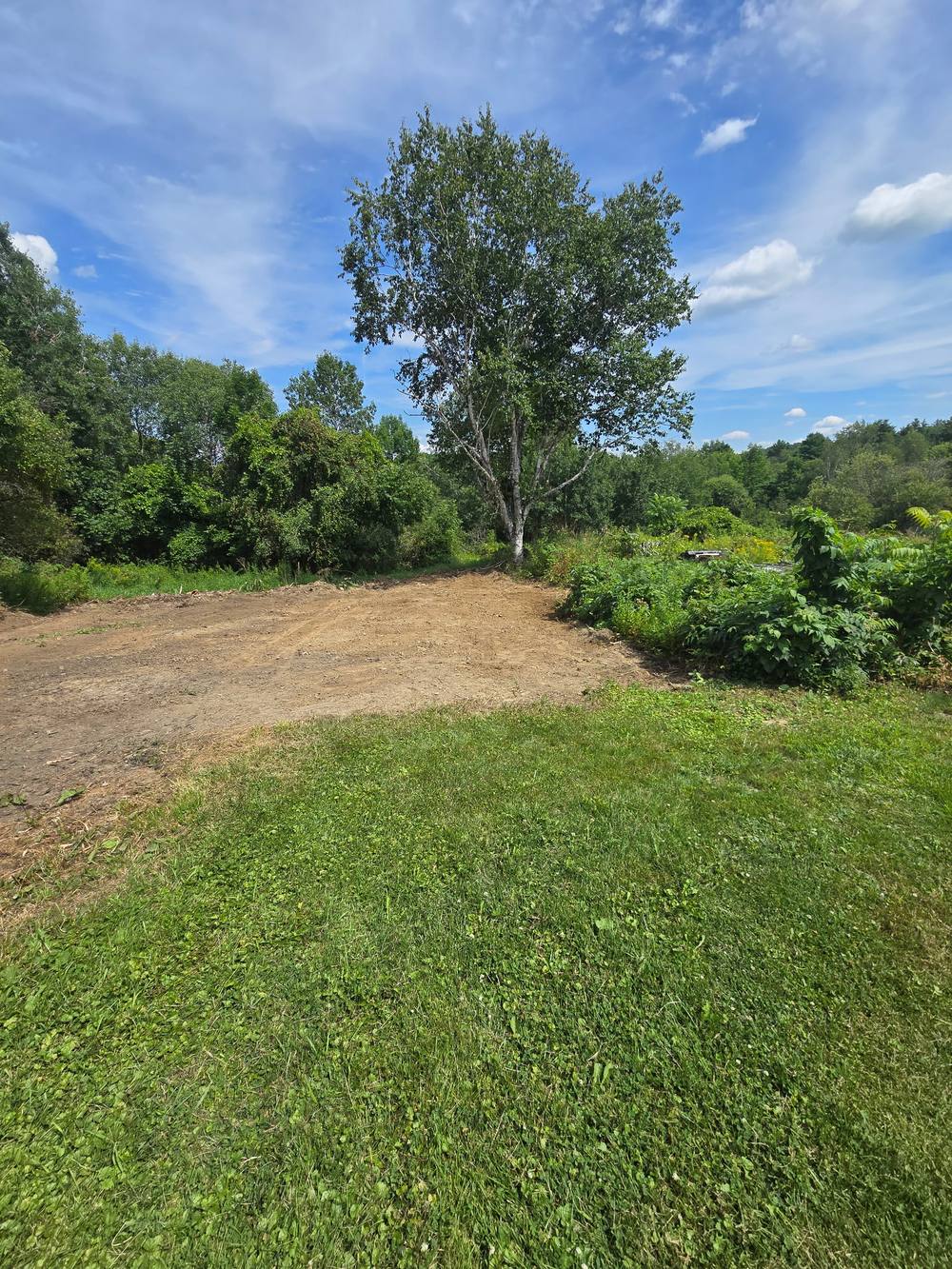 Cleared building lot with a single preserved tree, DeMillo's Excavation